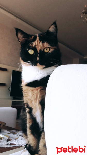 Tekir Kedi, Kedi  Badem fotoğrafı