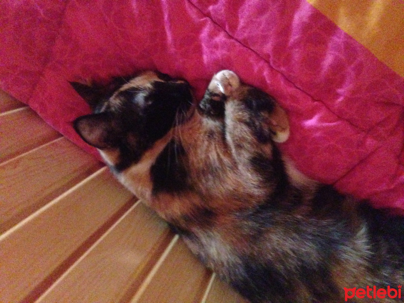 Tekir Kedi, Kedi  Badem fotoğrafı