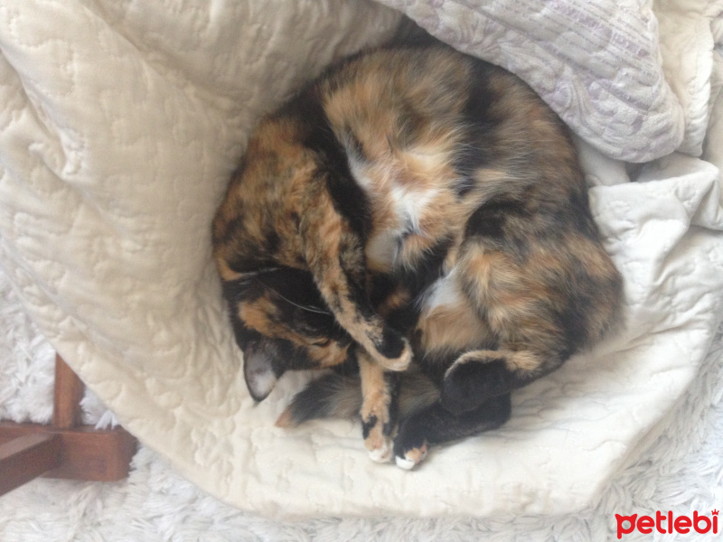 Tekir Kedi, Kedi  Badem fotoğrafı