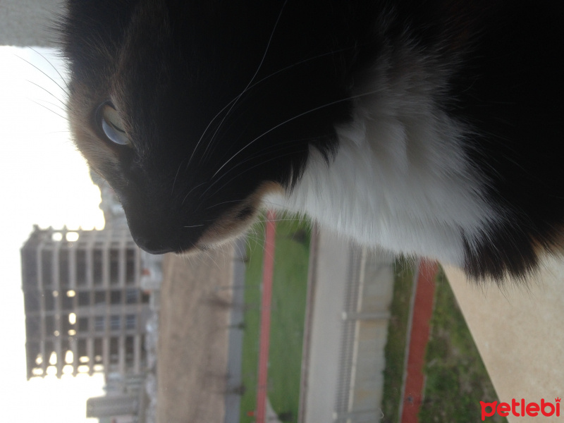 Tekir Kedi, Kedi  Badem fotoğrafı