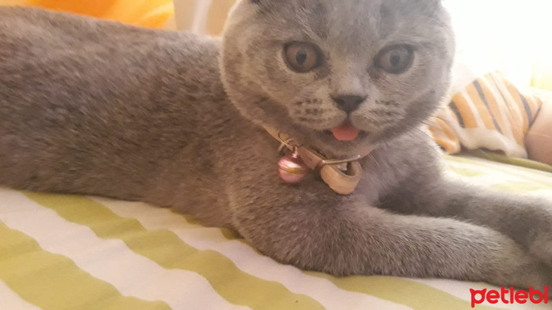 Scottish Fold, Kedi  Mia fotoğrafı