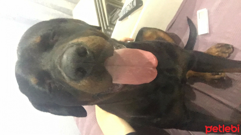 Rottweiler, Köpek  Gölge fotoğrafı