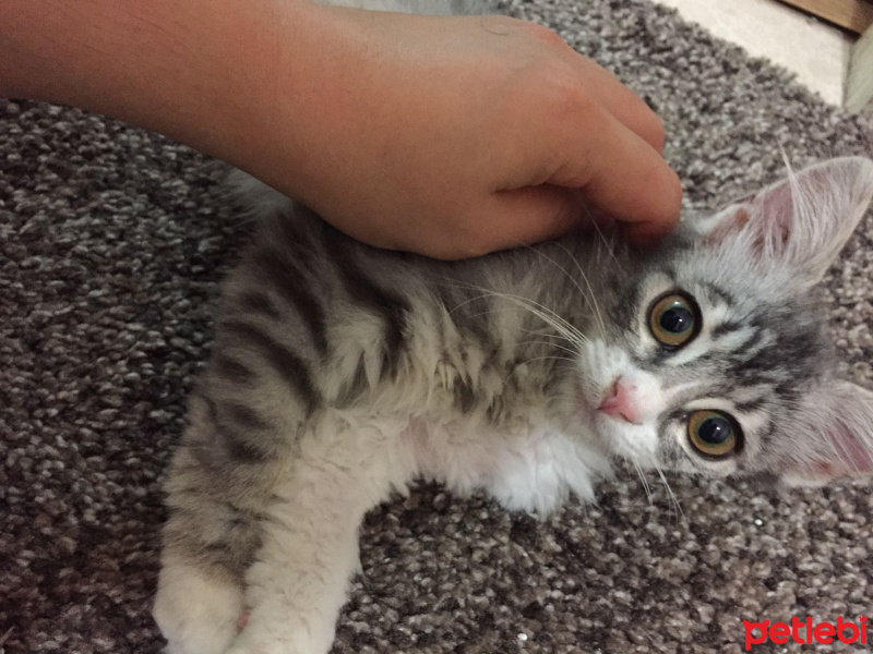 Sibirya Kedisi, Kedi  Çilek fotoğrafı