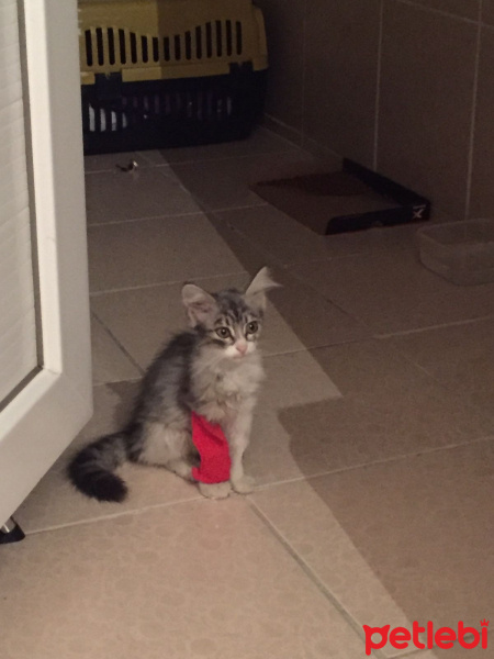 Sibirya Kedisi, Kedi  Çilek fotoğrafı