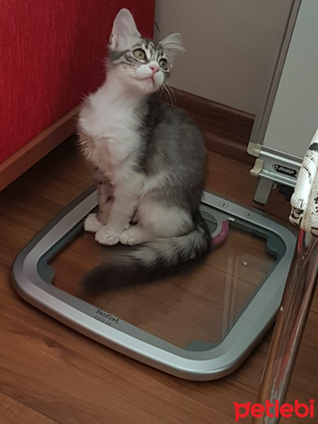 Sibirya Kedisi, Kedi  Çilek fotoğrafı