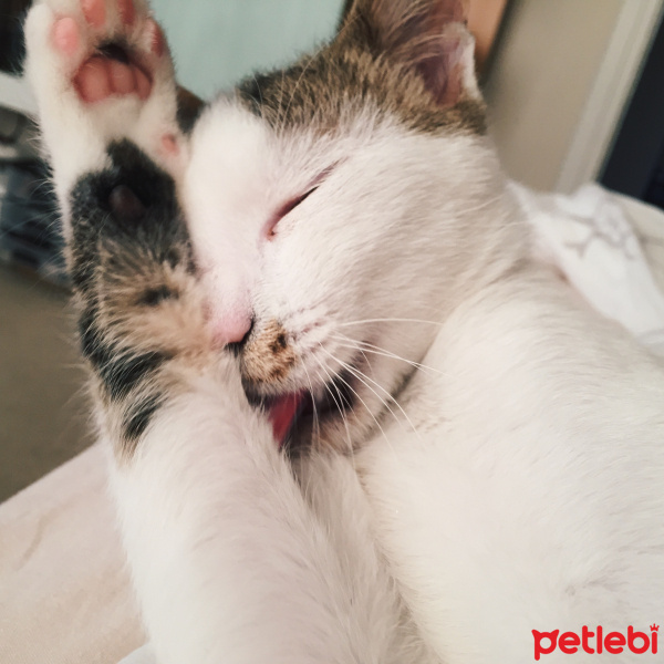 Tekir Kedi, Kedi  Tortiş fotoğrafı