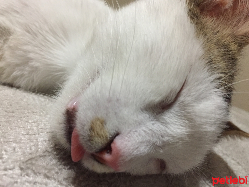 Tekir Kedi, Kedi  Tortiş fotoğrafı