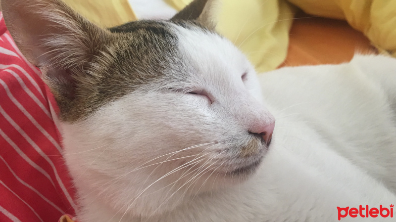 Tekir Kedi, Kedi  Tortiş fotoğrafı