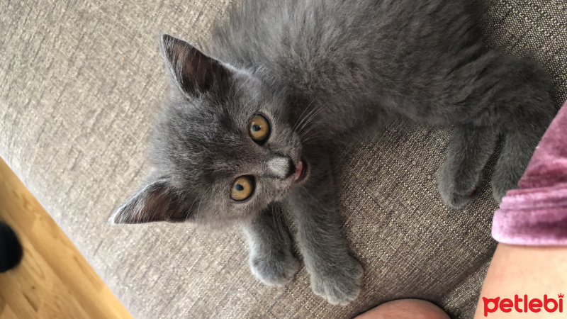 British Shorthair, Kedi  Zeus fotoğrafı