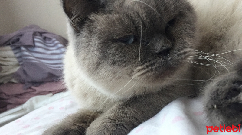 British Shorthair, Kedi  Tosi fotoğrafı