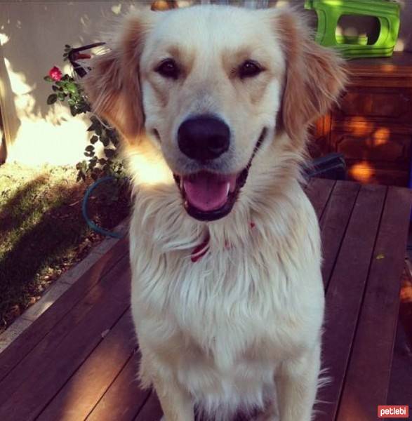 Golden Retriever, Köpek  Odie fotoğrafı