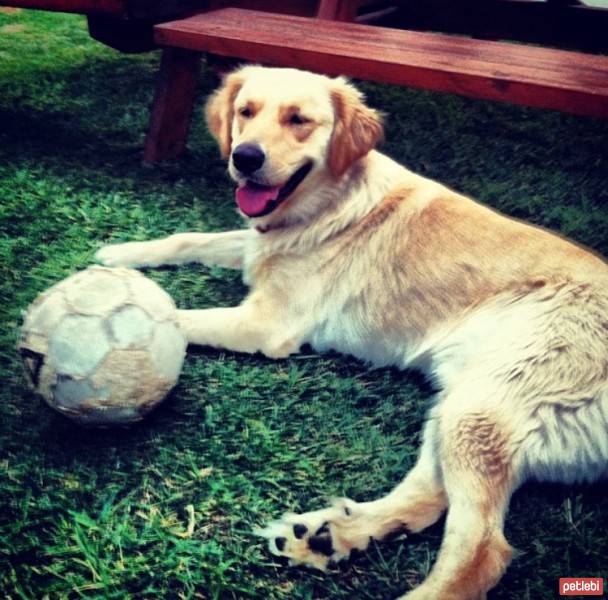 Golden Retriever, Köpek  Odie fotoğrafı