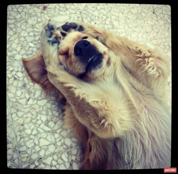 Golden Retriever, Köpek  Odie fotoğrafı