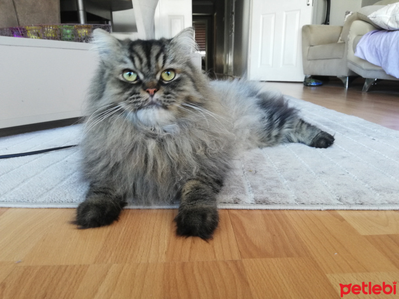 Chinchilla, Kedi  Paşa fotoğrafı