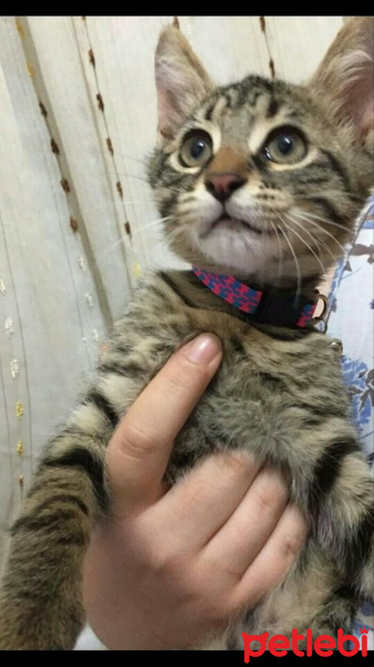 Tekir Kedi, Kedi  Dobby fotoğrafı