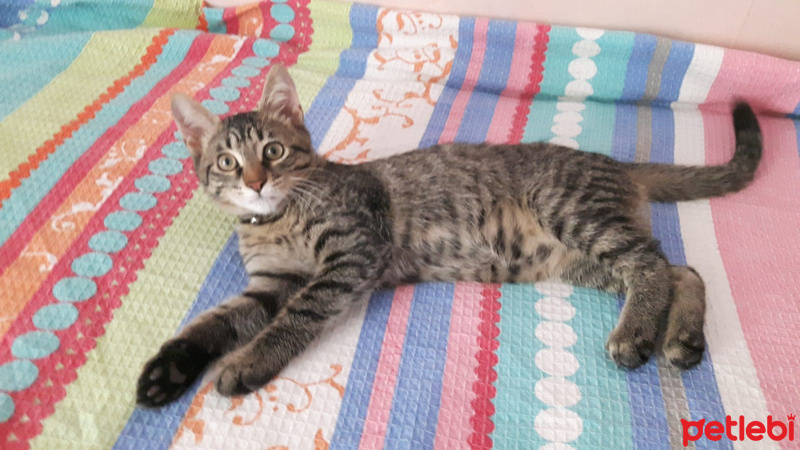 Tekir Kedi, Kedi  Dobby fotoğrafı