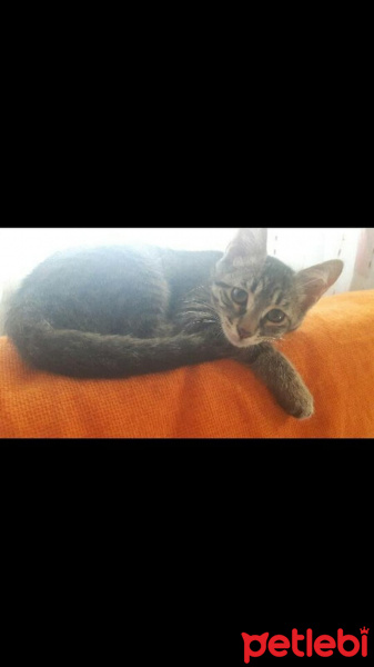 Tekir Kedi, Kedi  Dobby fotoğrafı