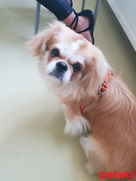 Pekingese, Köpek  Bırcırık fotoğrafı