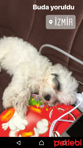 Maltese, Köpek  Yumak fotoğrafı
