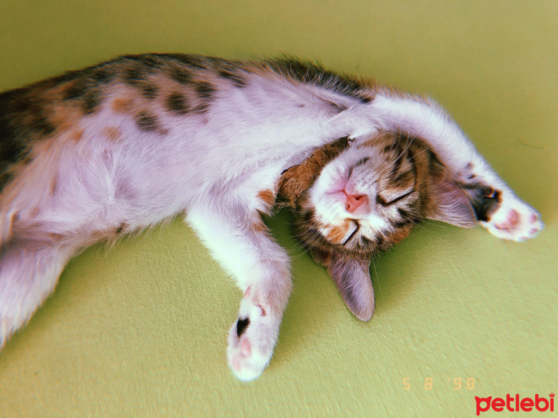 Tekir Kedi, Kedi  Pire fotoğrafı