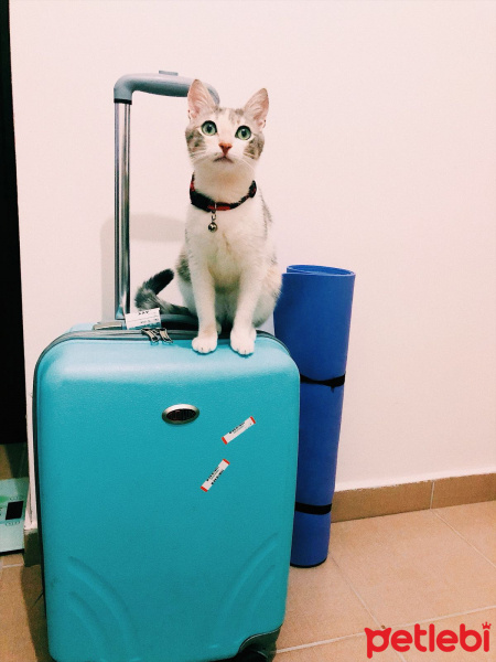 Tekir Kedi, Kedi  MİLAN fotoğrafı