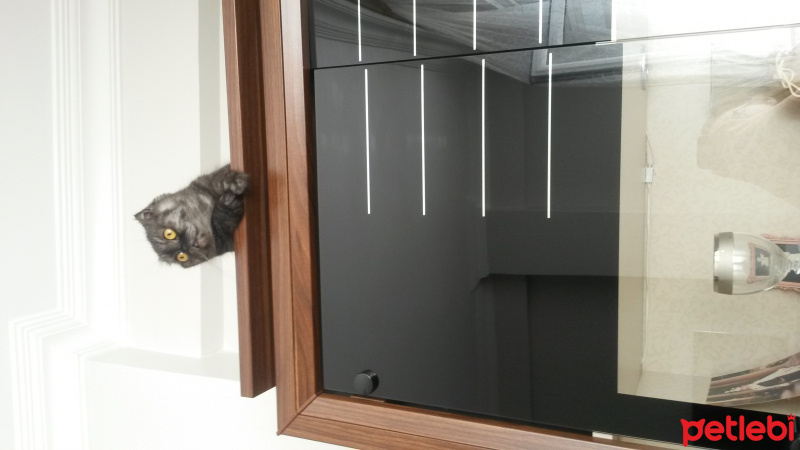 Scottish Fold, Kedi  Batikon fotoğrafı