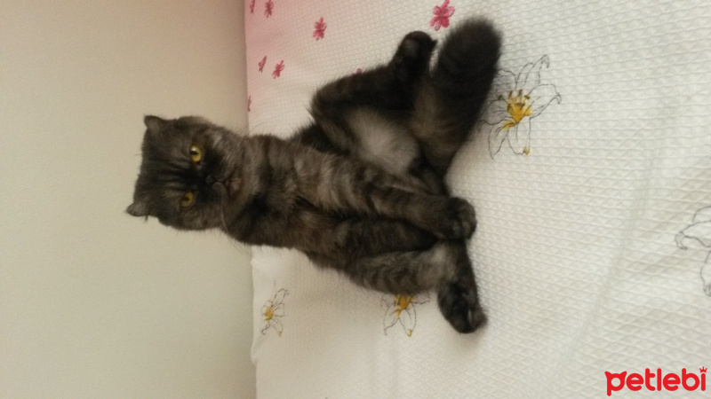 Scottish Fold, Kedi  Batikon fotoğrafı