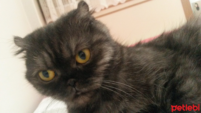 Scottish Fold, Kedi  Batikon fotoğrafı