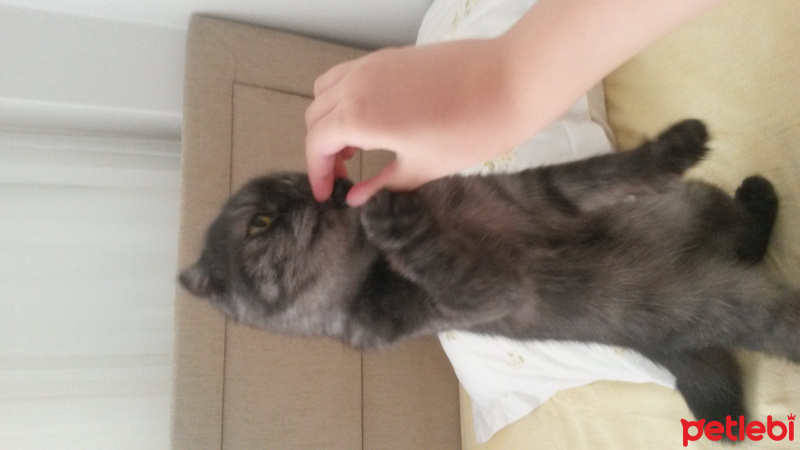 Scottish Fold, Kedi  Batikon fotoğrafı