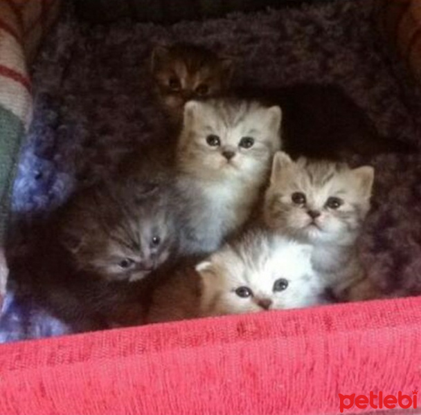 Scottish Fold, Kedi  Batikon fotoğrafı