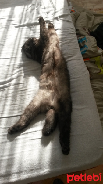 Scottish Fold, Kedi  Batikon fotoğrafı