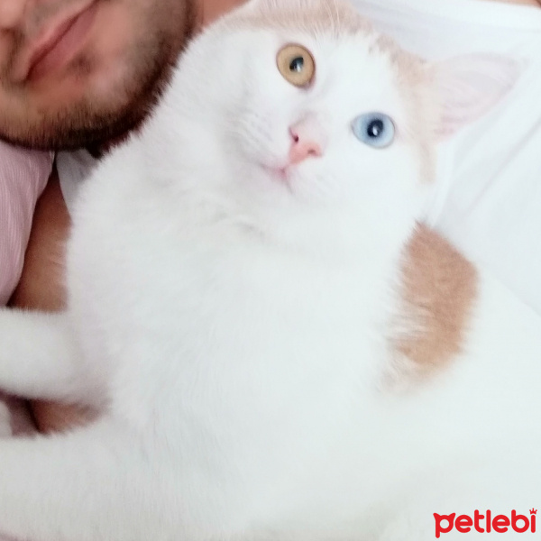 Van Kedisi, Kedi  Paşa fotoğrafı