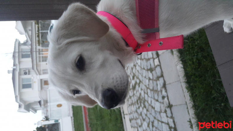 Labrador Retriever, Köpek  Köpük fotoğrafı