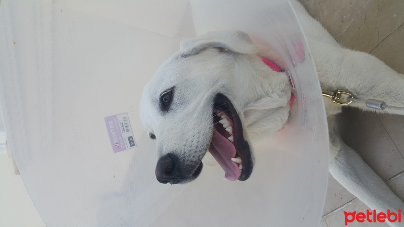 Labrador Retriever, Köpek  Köpük fotoğrafı