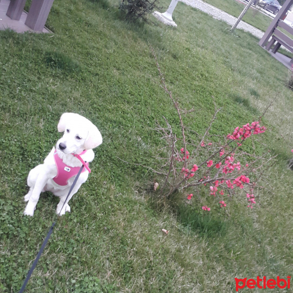 Labrador Retriever, Köpek  Köpük fotoğrafı