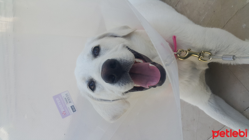 Labrador Retriever, Köpek  Köpük fotoğrafı