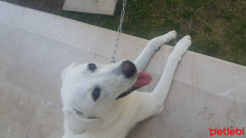 Labrador Retriever, Köpek  Köpük fotoğrafı