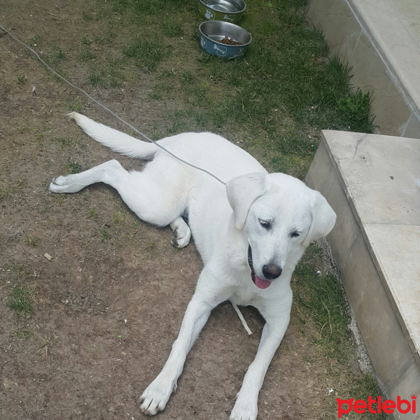 Labrador Retriever, Köpek  Köpük fotoğrafı