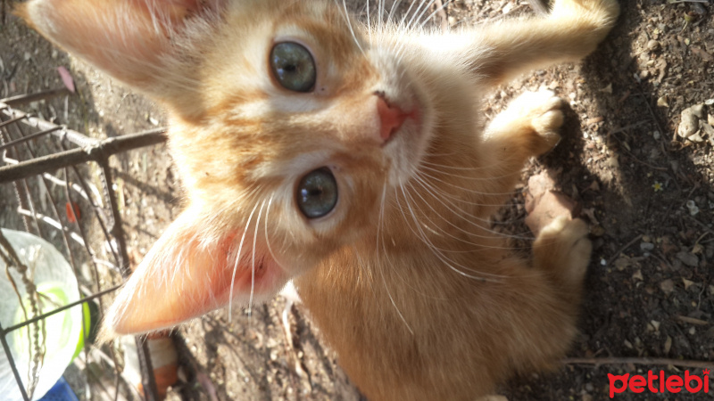 Laperm, Kedi  adı yok ama ben ona sarı diyorum fotoğrafı