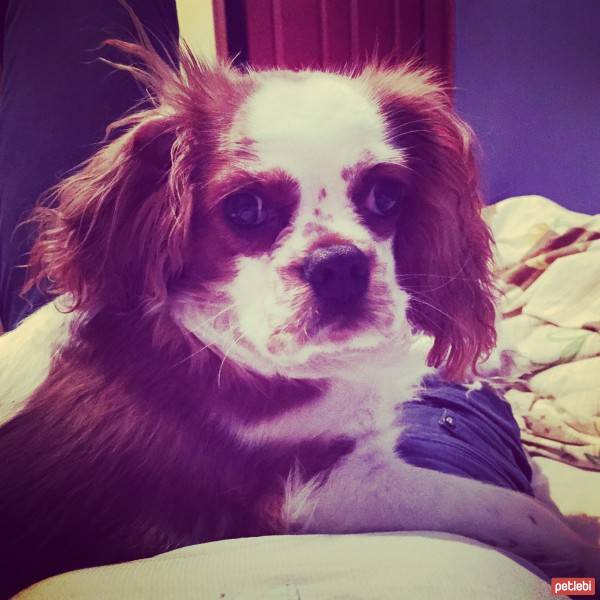 Cavalier King Charles Spanieli, Köpek  Pedro fotoğrafı