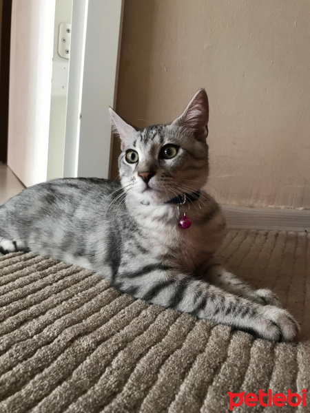 Chinchilla, Kedi  Mıncır fotoğrafı