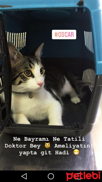 Tekir Kedi, Kedi  Oscar fotoğrafı