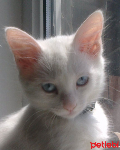 Siyam Kedisi, Kedi  miwka fotoğrafı