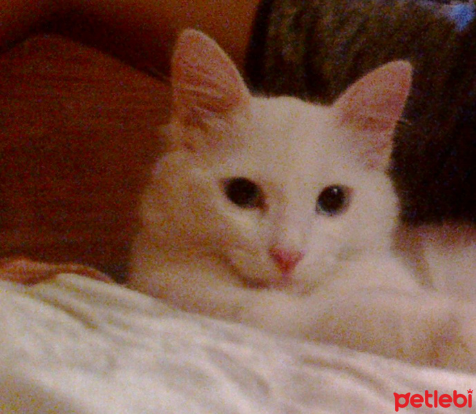 Siyam Kedisi, Kedi  miwka fotoğrafı
