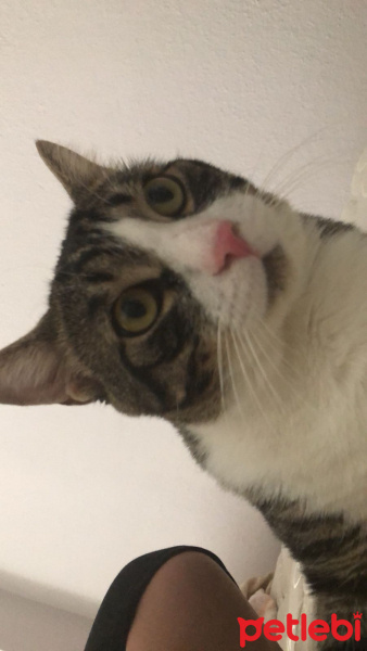 Tekir Kedi, Kedi  Efe fotoğrafı