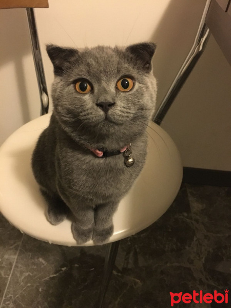 Scottish Fold, Kedi  Mia fotoğrafı