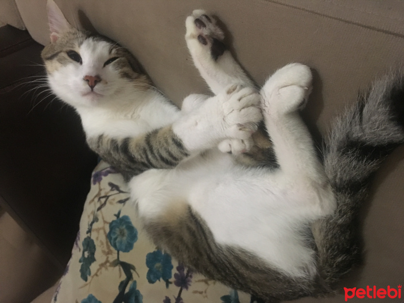 Tekir Kedi, Kedi  Hamdi fotoğrafı