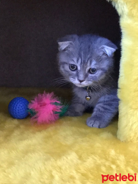 Scottish Fold, Kedi  Bulut fotoğrafı