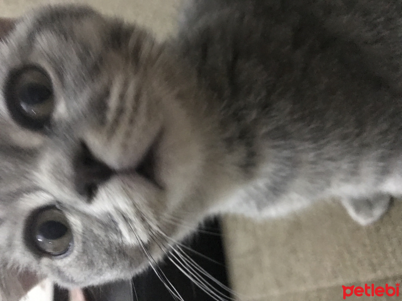 Scottish Fold, Kedi  Bulut fotoğrafı