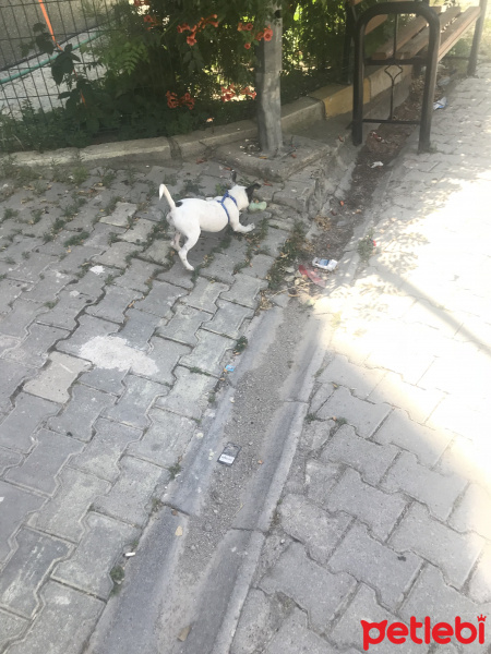 Jack Russell Terrier, Köpek  ARES fotoğrafı